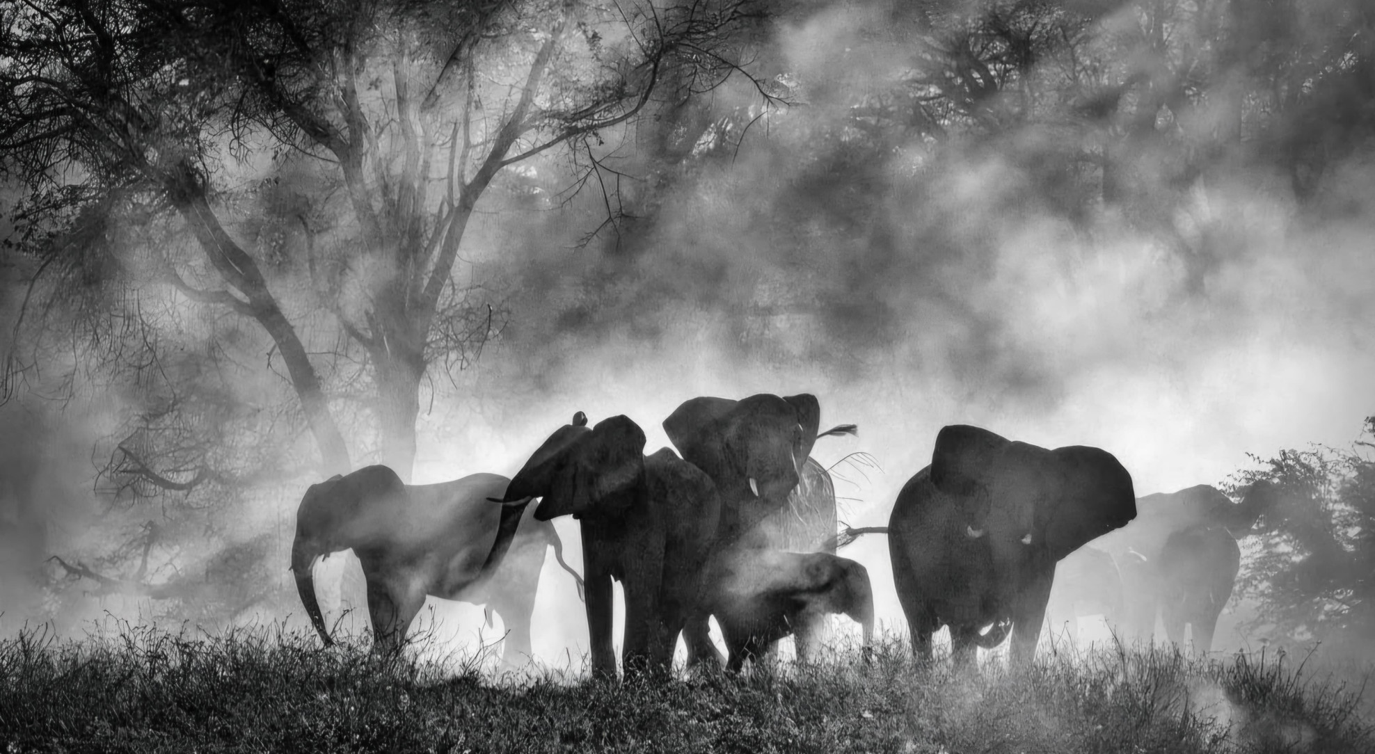 Image Ghost Elephants